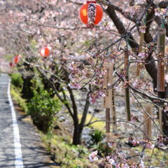 西伊豆松崎町大澤温泉の桜