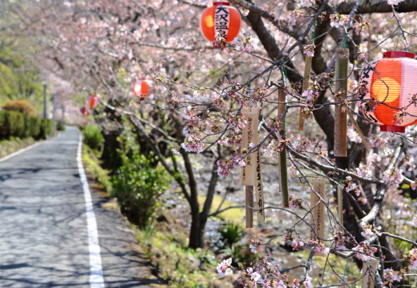 西伊豆松崎町大澤温泉の桜